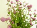 Gomphrena globosa Soft Pink
